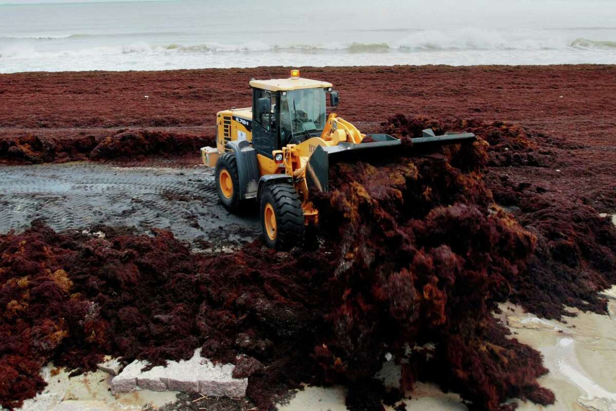 A Galveston Park Board worker uses a bulldozer to move mounds of Sargassum several feet high in places along Galveston beach near Seawall blvd. Wednesday April 30, 2014. The seaweed is arriving on Galveston beaches after drifting thousands of miles from the Sargasso Sea.