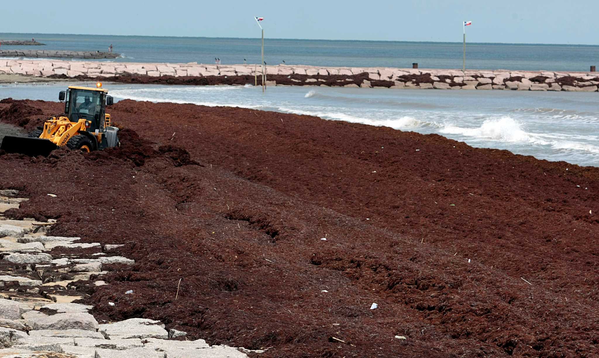 Galveston moves mountains of surprise seaweed, watching for more - Houston Chronicle2048 x 1226