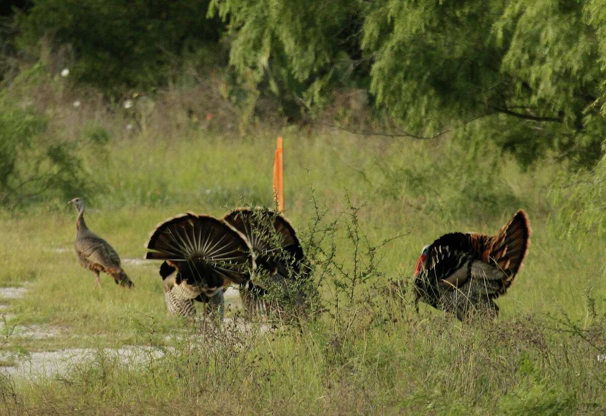 Tompkins South Texas is a wonderland of wildness and wildlife