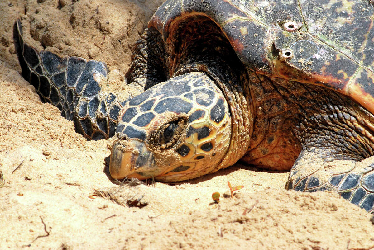 The Endangered And Threatened Species Of Texas