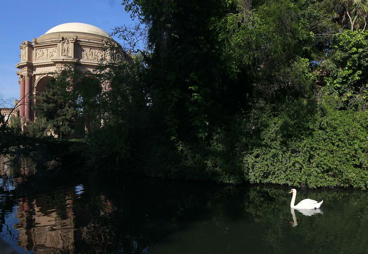 Blue Boy swims past the island where his mate Blanche is nesting at the Palace of Fine Arts in San Francisco, Calif. on Wednesday, April 30, 2014. A group tending to the swans have replaced Blanche's eggs with ceramic lookalikes to prevent the cygnets from hatching.