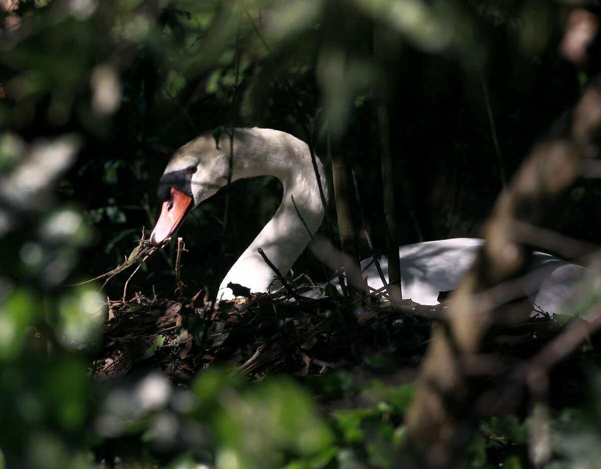 Blanche adjusts her nest on the island at the Palace of Fine Arts in San Francisco, Calif. on Wednesday, April 30, 2014. A group tending to the two swans, Blanche and her mate Blue Boy, have replaced Blanche's eggs with ceramic lookalikes to prevent the cygnets from hatching.