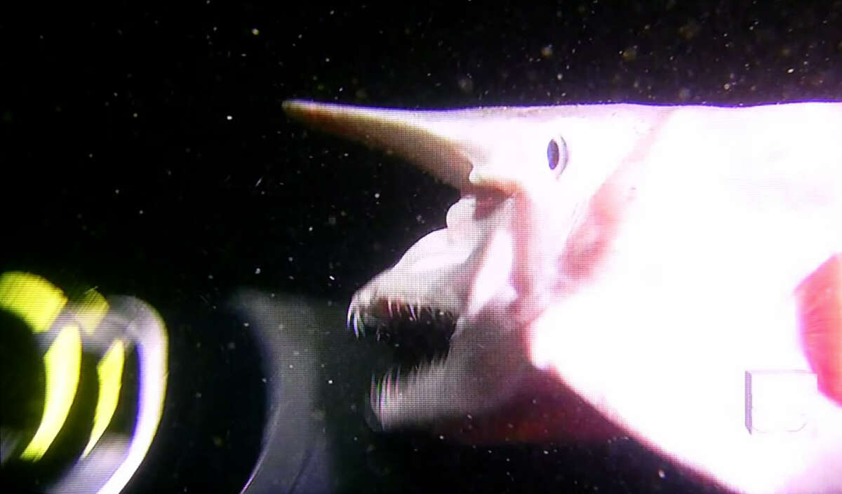 Something else spotted in that goblin shark photo has Gulf scientists ...