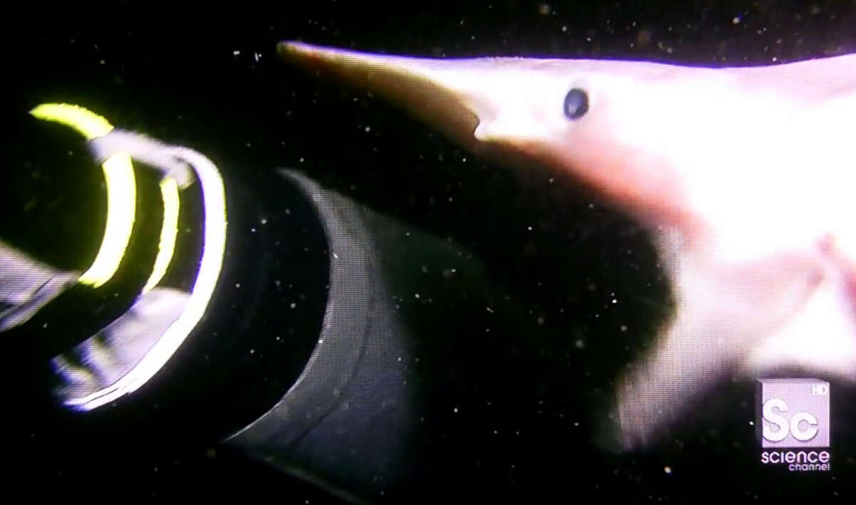 Scientists amazed by accidental catch of goblin shark