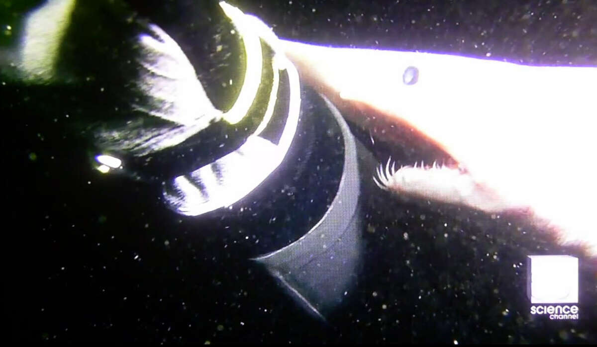 Something else spotted in that goblin shark photo has Gulf scientists