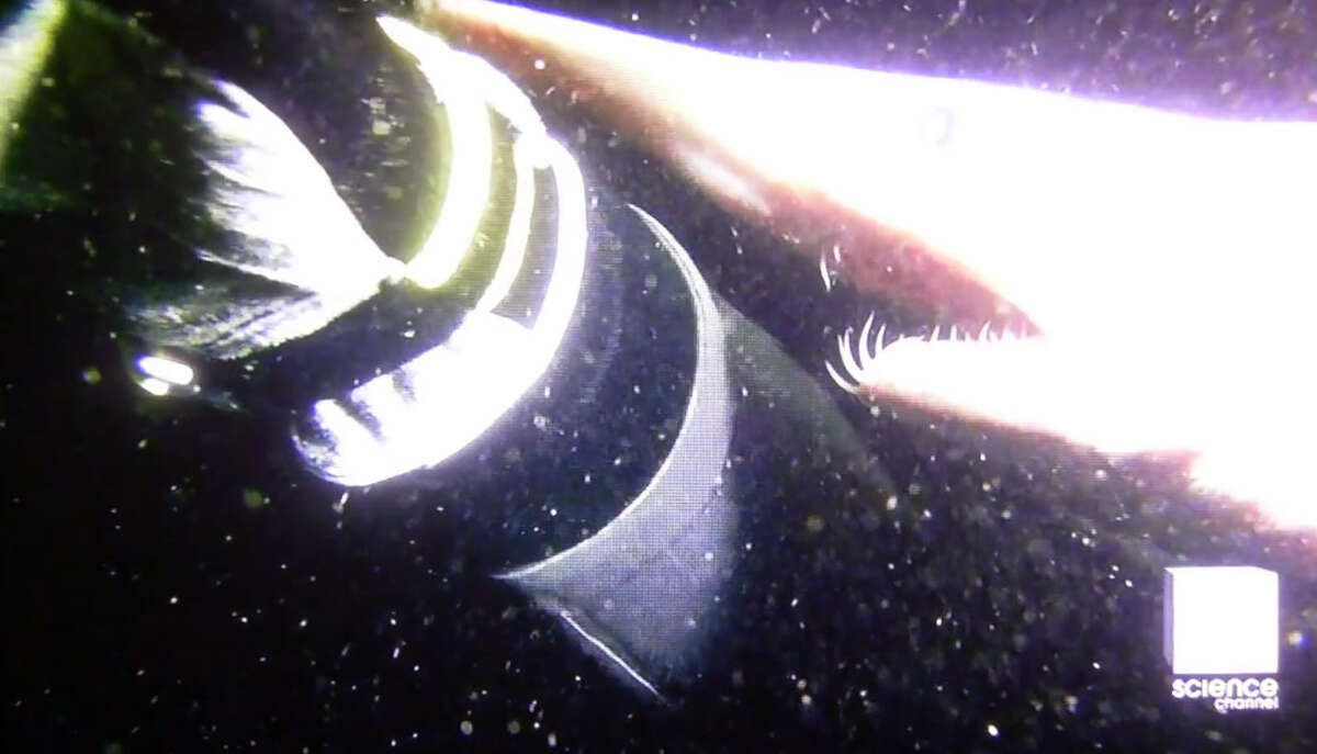 Something else spotted in that goblin shark photo has Gulf scientists