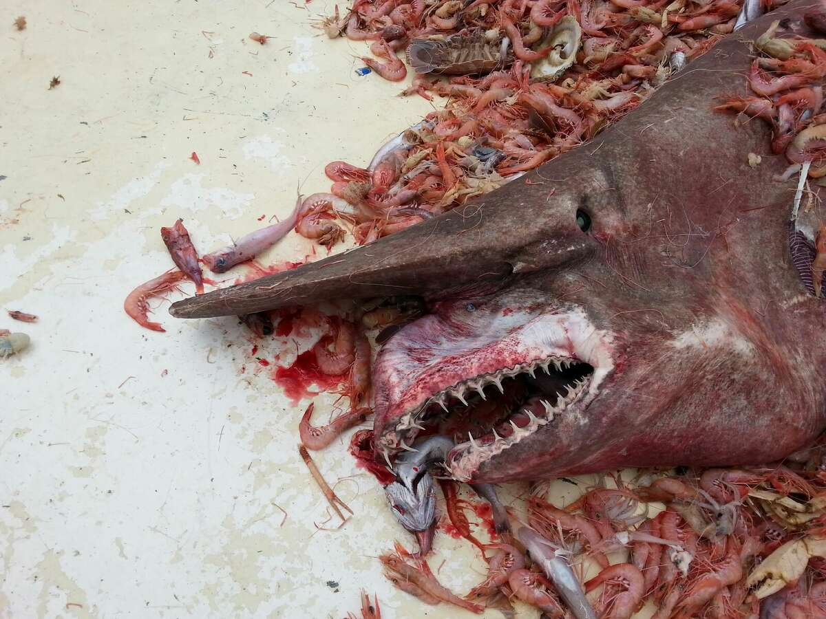Goblin shark The extremely rare shark lives thousands of feet below the sea. This image shows only the second specimen ever caught in the Gulf of Mexico (this one is still alive; the 15-foot shark was released back into the water after the photo session).