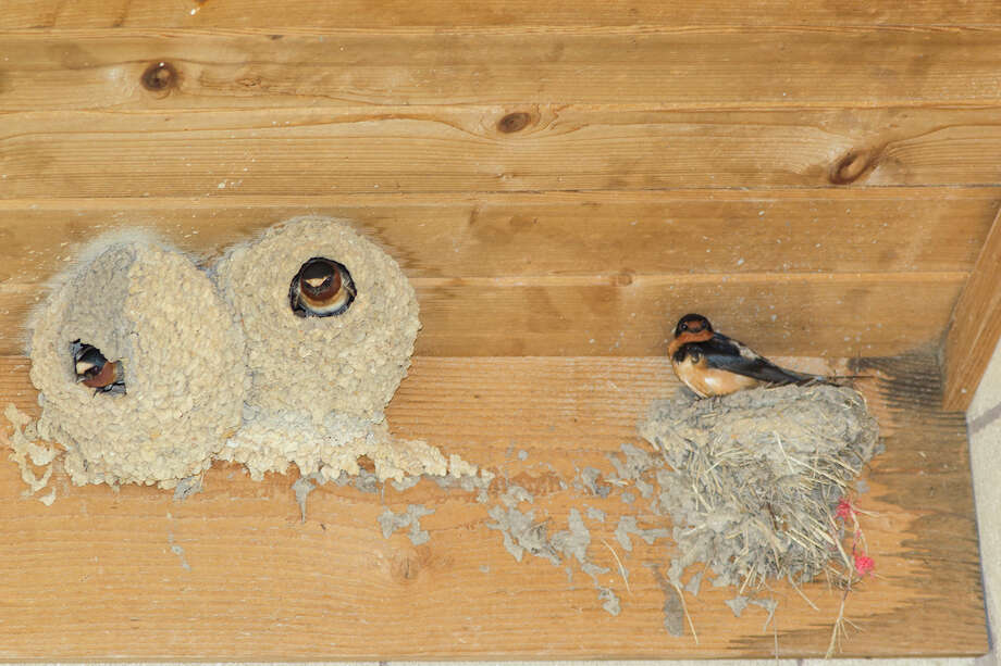 Nesting swallows are masters of construction Houston Chronicle