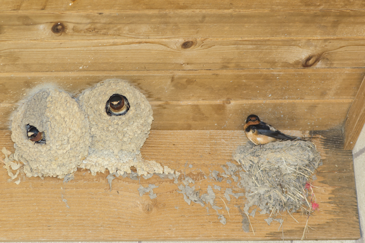 Nesting swallows are masters of construction