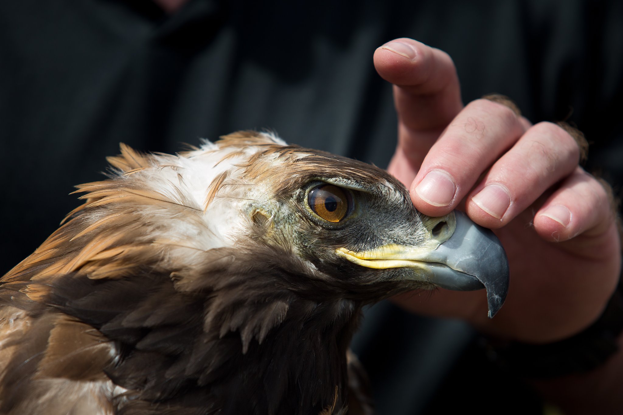 Golden Eagle Set Free In Hopes Of Solving Rare Mite Mystery