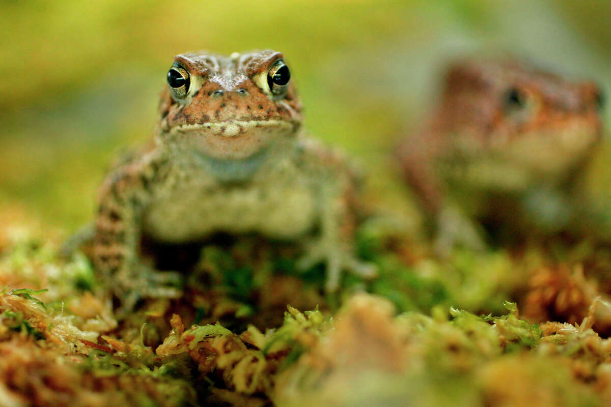 Houston Toad  Status: Endangered