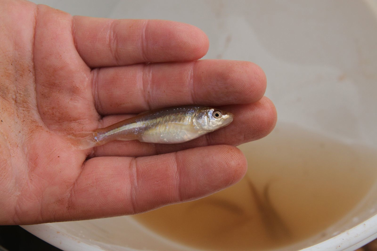 Texas minnows added to endangered list