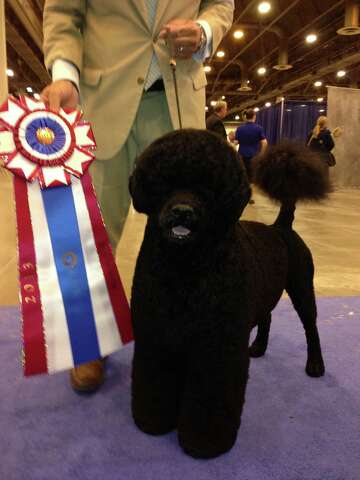 claircreek portuguese water dogs