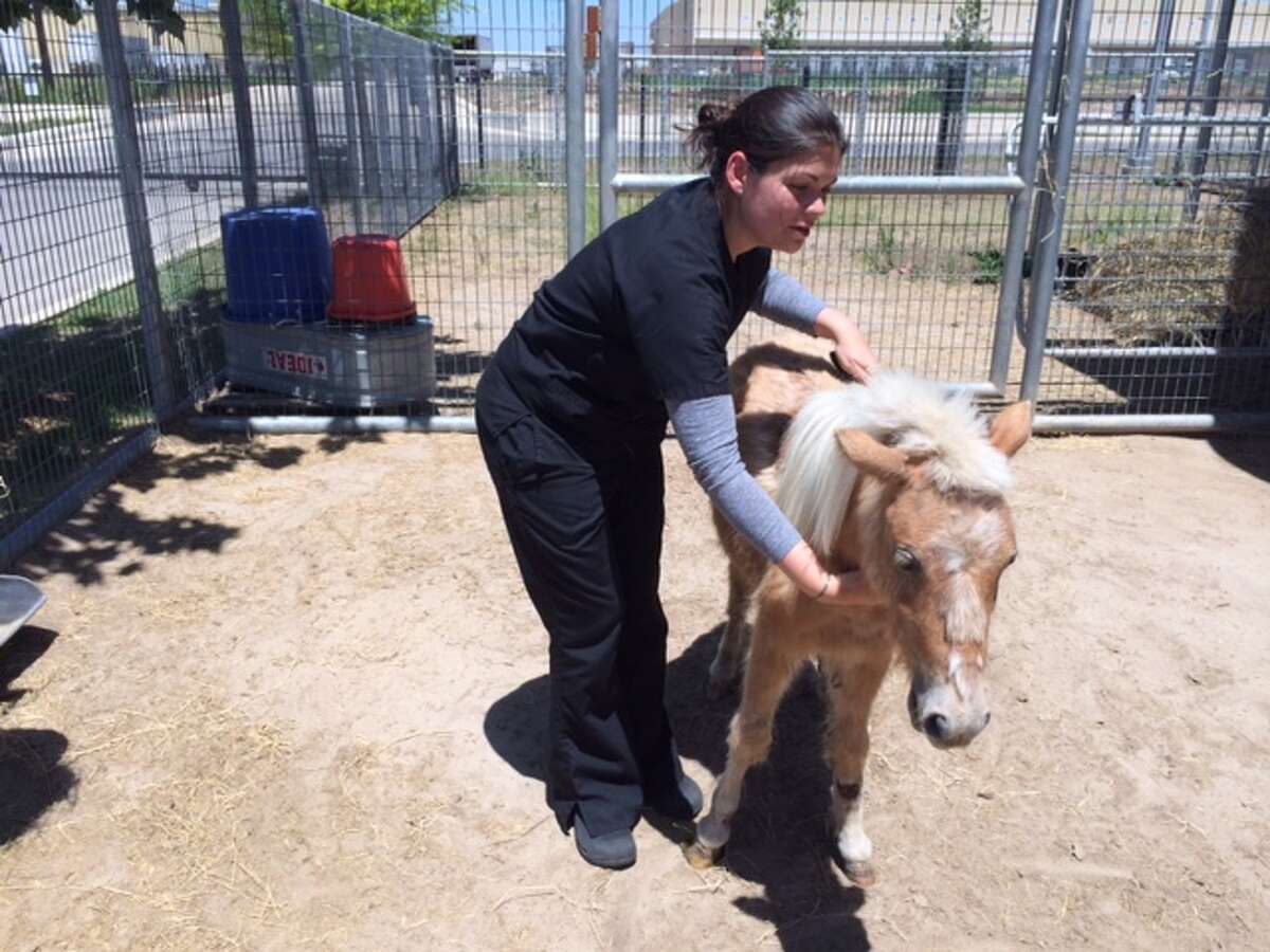 Animal Care Services clinic manager, Monica Gil, brushes Mina, a miniature horse found roaming in late April on the deep South Side.