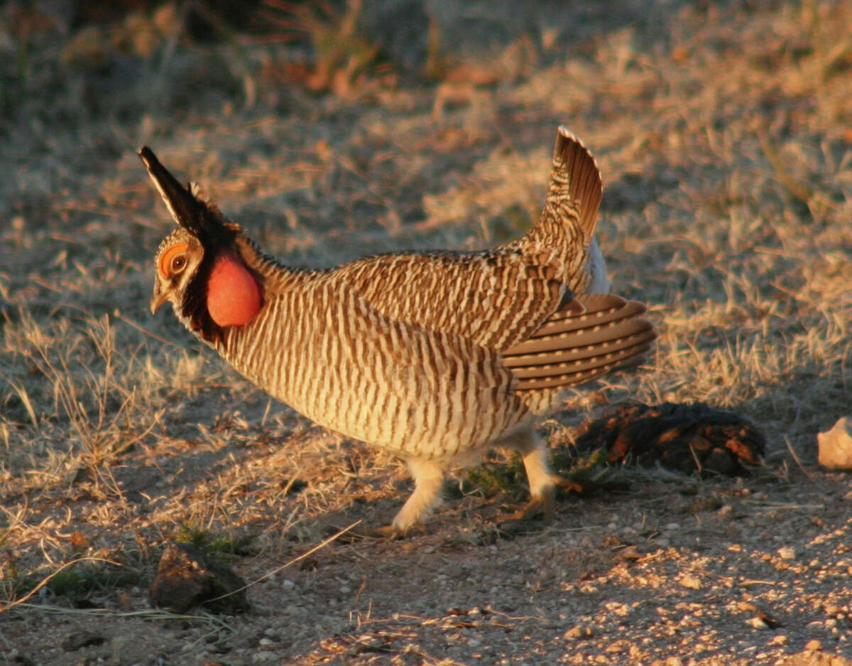 The lesser prairie chicken is the newest Texas species to be protected by the U.S. Fish & Wildlife Services as a recognized threatened species. 