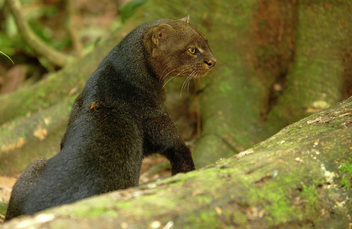 the-endangered-and-threatened-species-of-texas