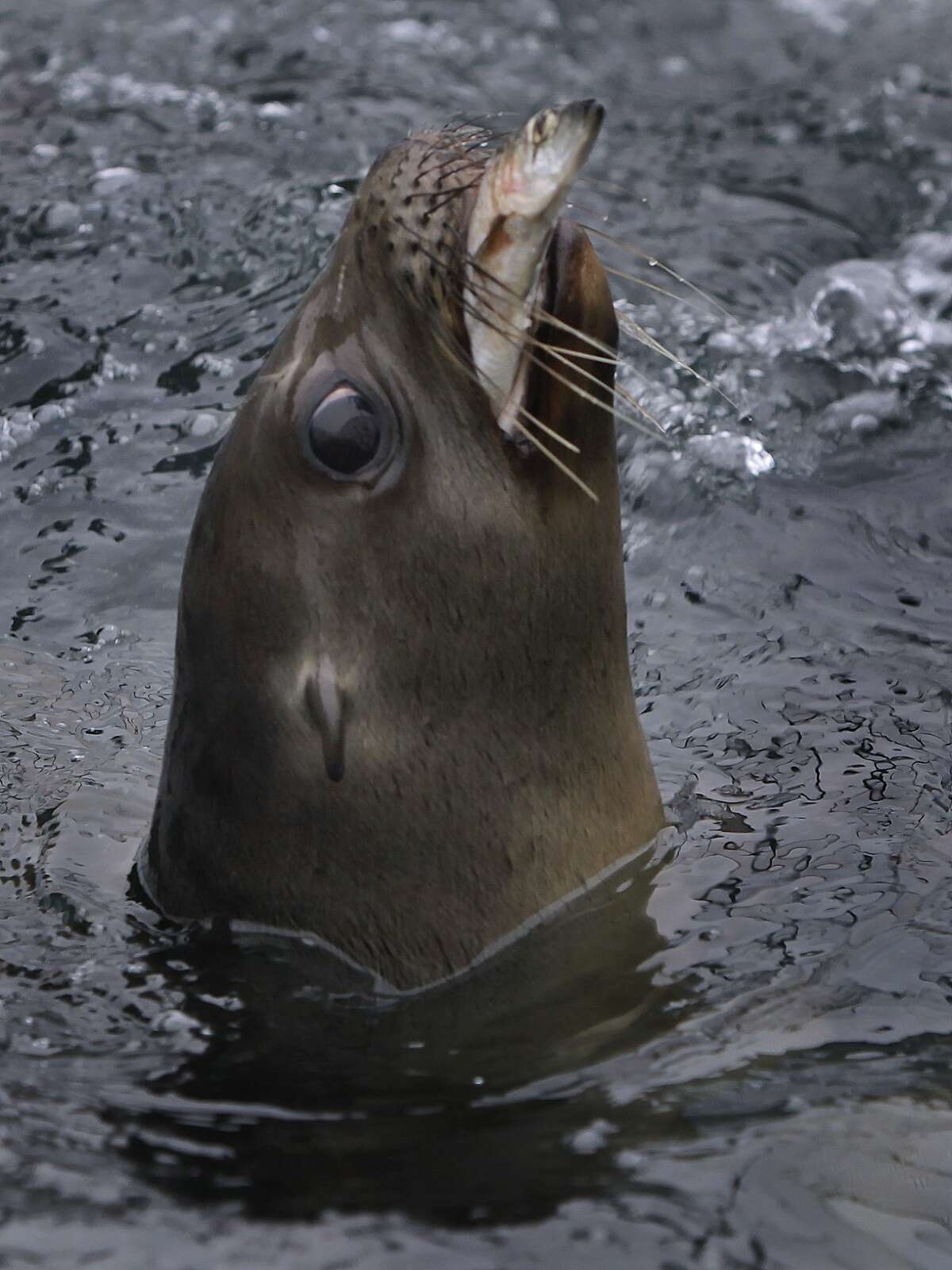 Young seals, sea lions starving in record numbers