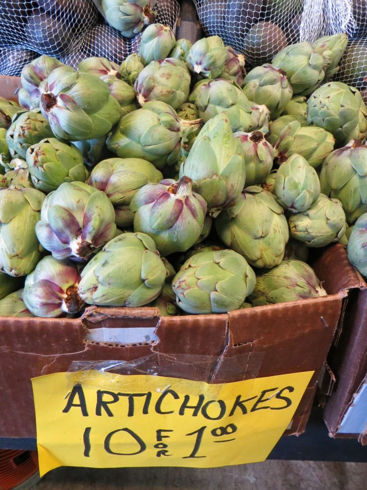 Watching wildlife on California coast