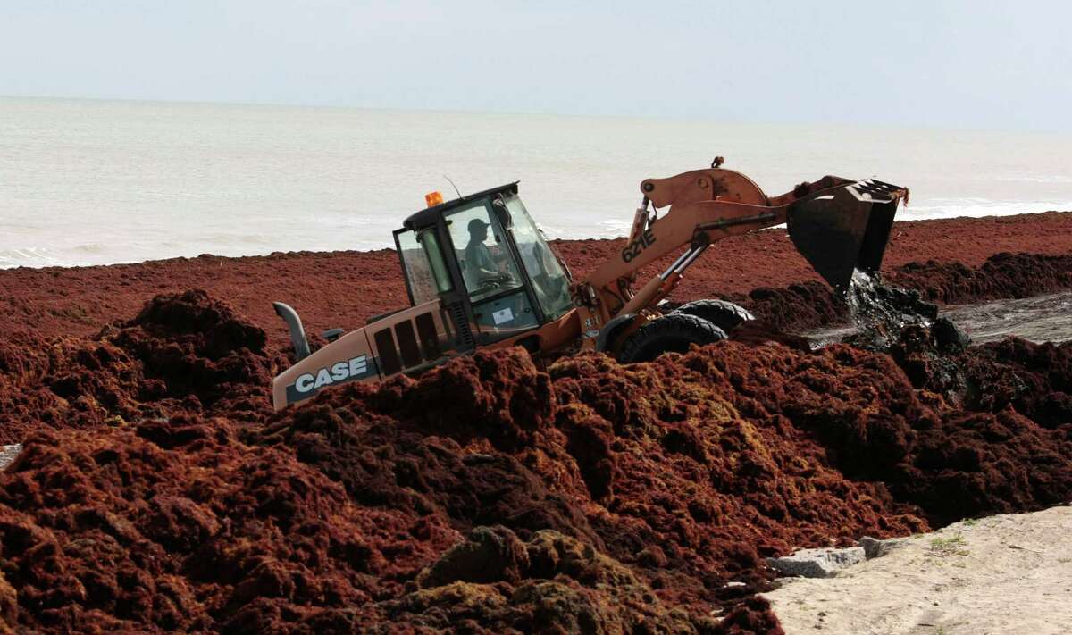 A Galveston Park Board worker uses a bulldozer to move mounds of Sargassum several feet high in places along Galveston beach near Seawall blvd. Wednesday April 30, 2014. The seaweed is arriving on Galveston beaches after drifting thousands of miles from the Sargasso Sea. (Billy Smith II / Houston Chronicle)