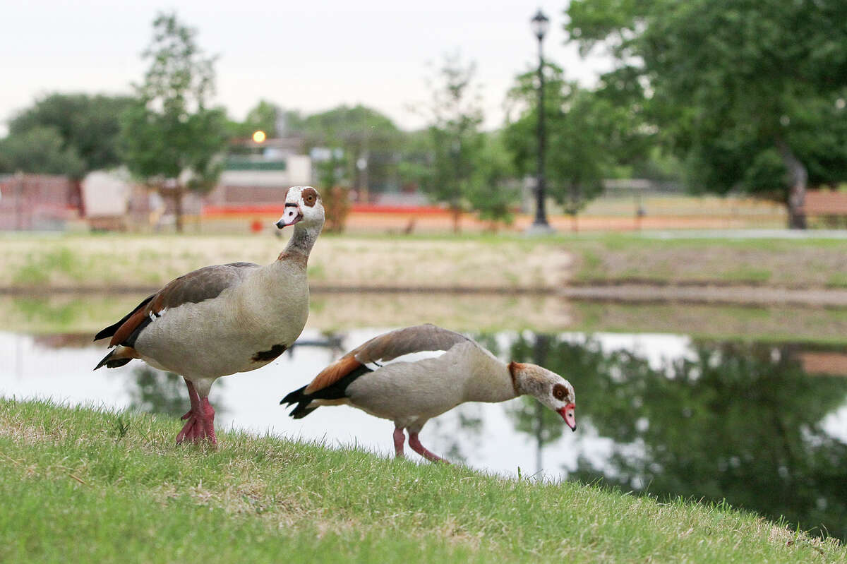 A pair of Egyptian Geese on the bank of Takas Park Pond at Takas Park, 9310 Jim Seal Dr. in Windcrest, on Friday, May 2, 2014. The pond is surrounded by a concrete path and has benches, trash receptacles and dog stations. Fishing is allowed on a catch and release basis as the pond is stocked with a variety of fish. MARVIN PFEIFFER/ mpfeiffer@express-news.net
