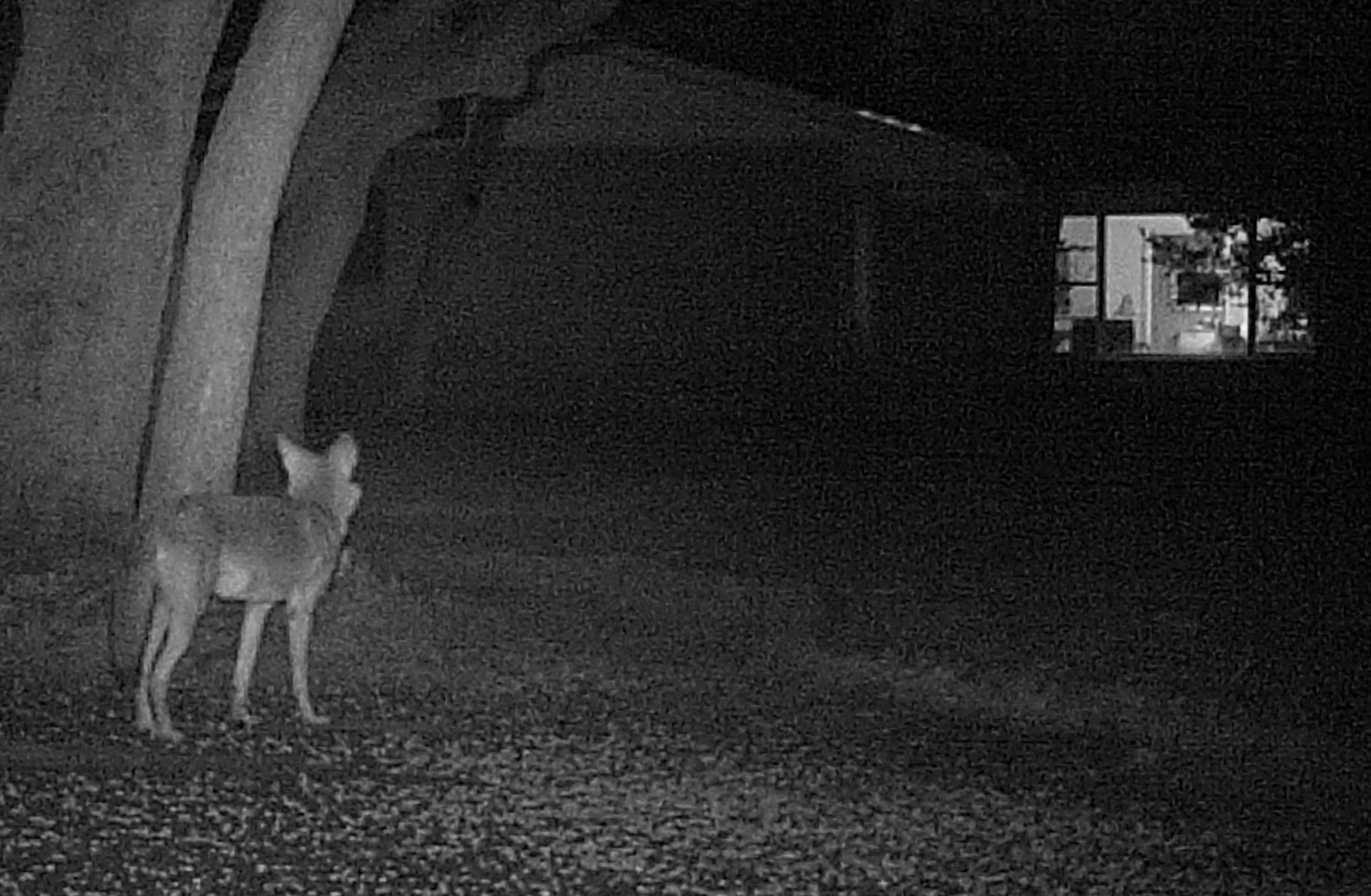 Dad kills coyote with bare hands after animal threatens child, police say