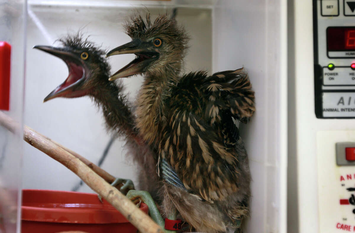 Above: Baby black-crowned night herons are kept warm in an incubator during treatment last year at the International Bird Rescue center in Fairfield.