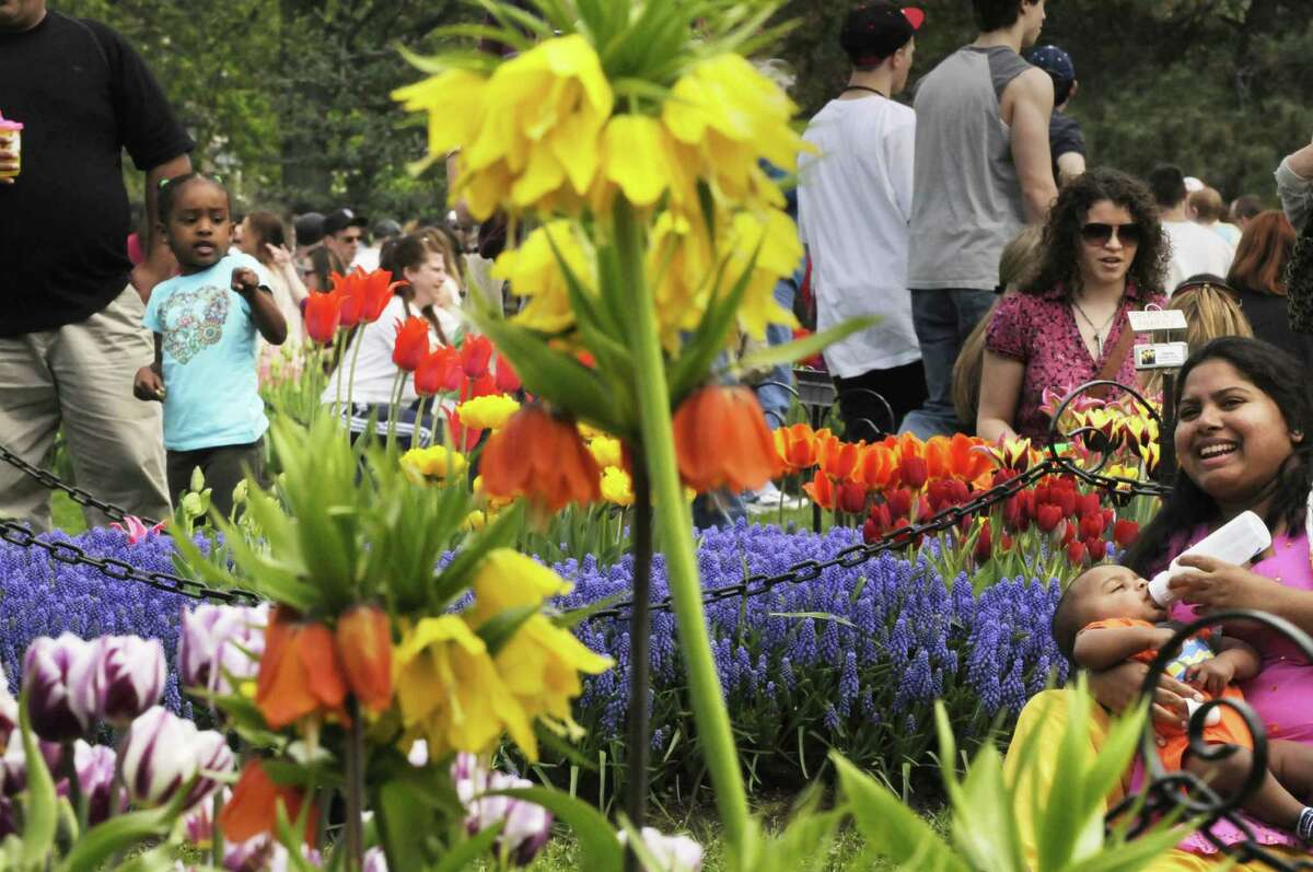 Crowds gather to view the tulips in the flower beds at Wasington Park during Tulip Fest in Albany, NY Saturday May 7, 2011.( Michael P. Farrell/Times Union )