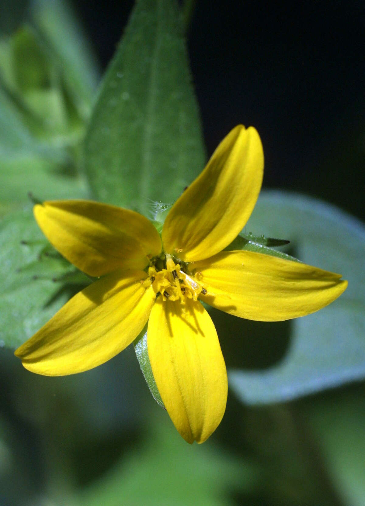 Texas yellow star has five ray flowers (petals) with notched tips.