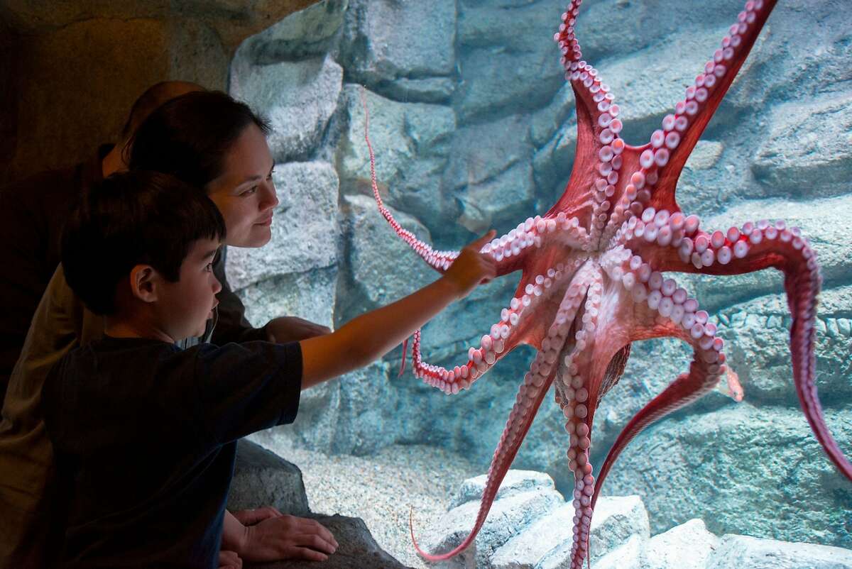 About 200 animals are on public display in "Tentacles," a special exhibition about cephalopods. Part of the Monterey Bay Aquarium's new 2014 exhibition "Tentacles."