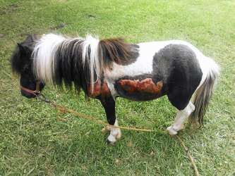 Judge Liberty County Owner Who Dragged Pony Must Pay Medical