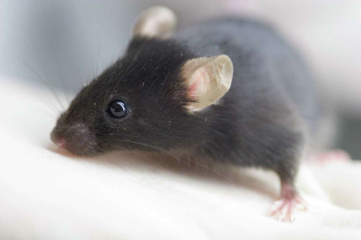 Watchdog group A&M researchers are doing strange things to sheep