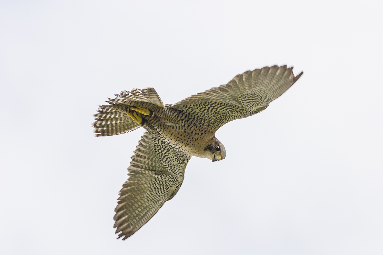 Author Tim Gallagher shares his falconing adventures