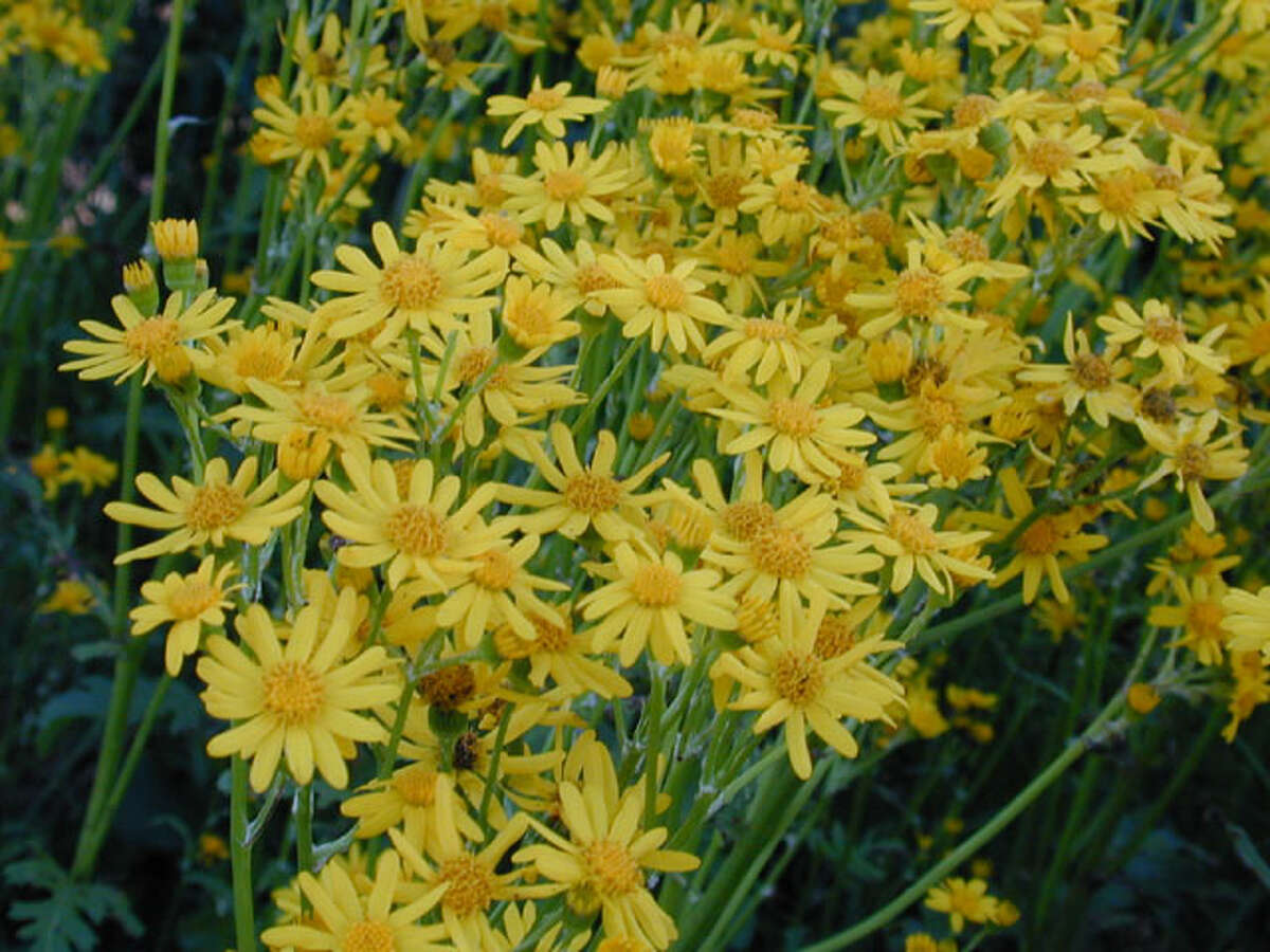 Yellow flowers of Texas