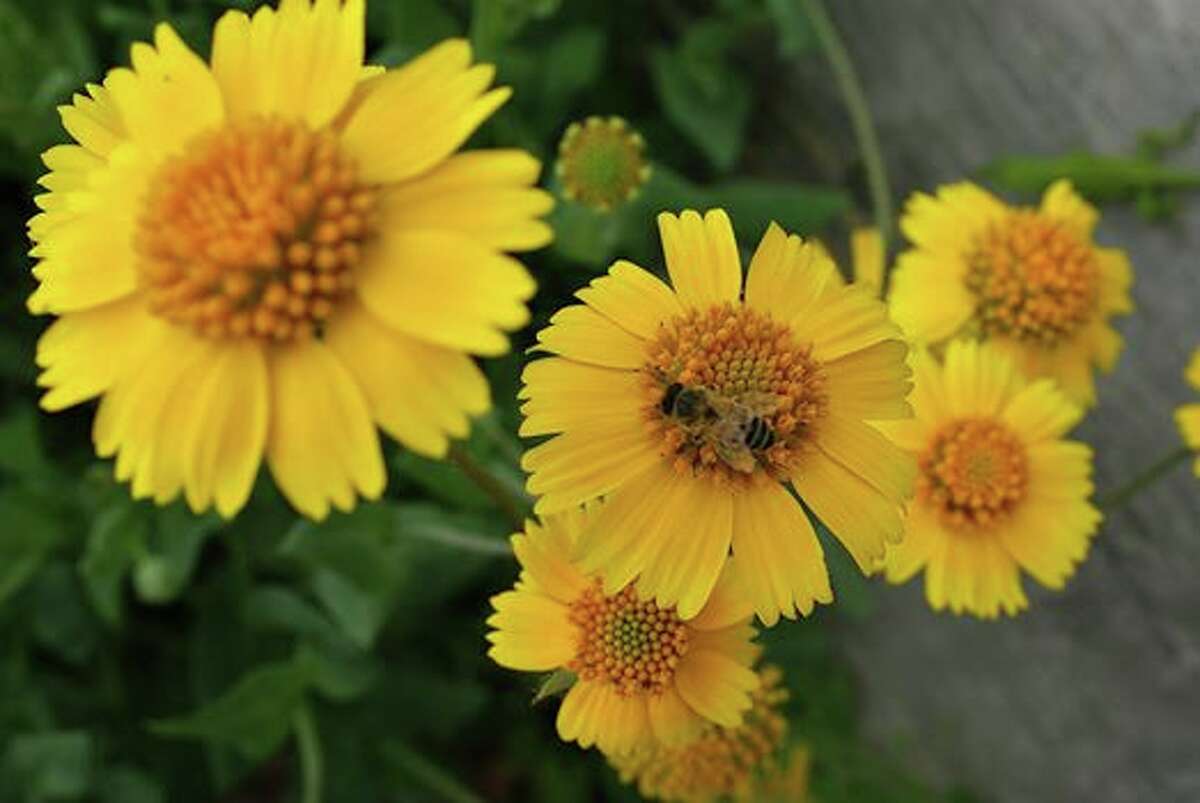 Yellow flowers of Texas