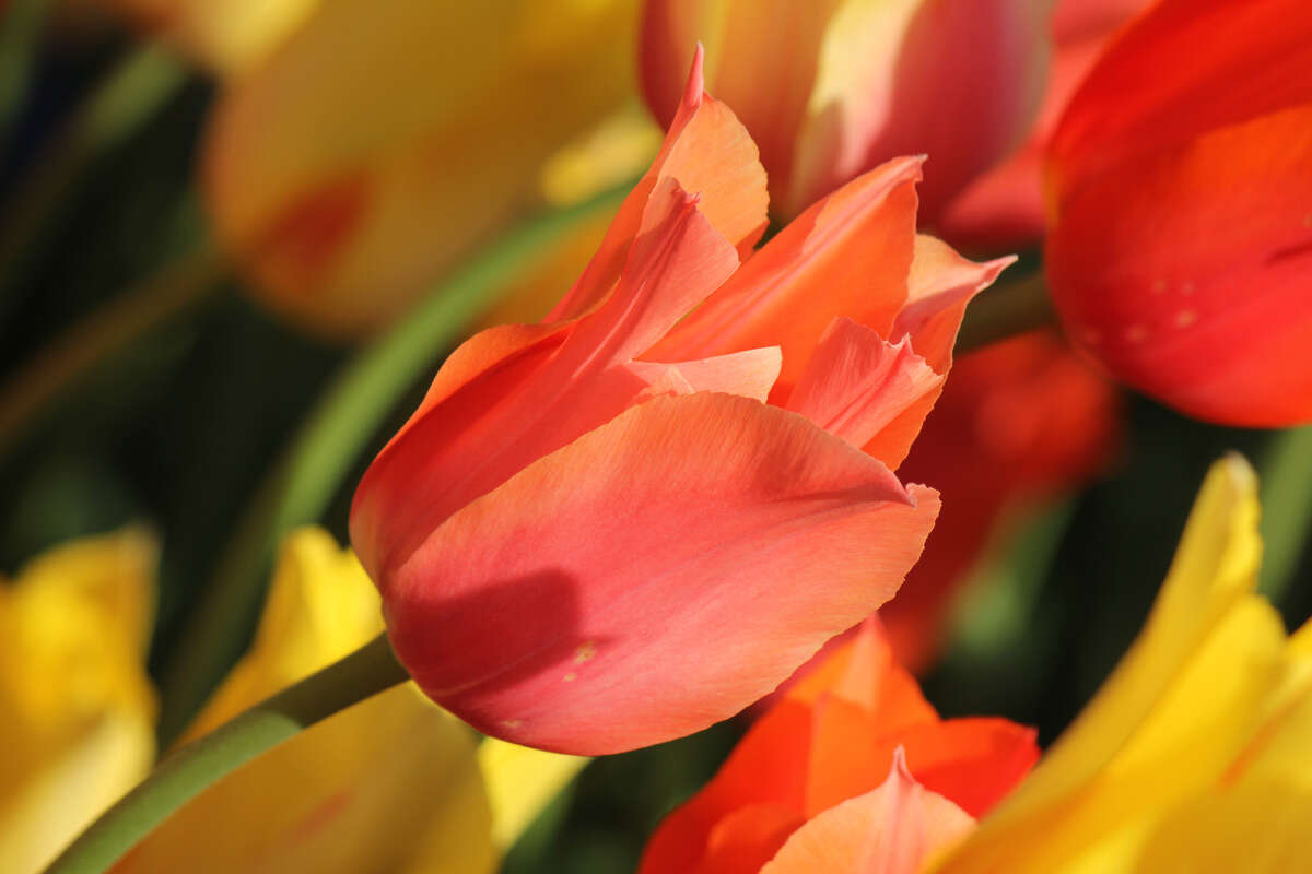 2014 tulip photo contest submissions