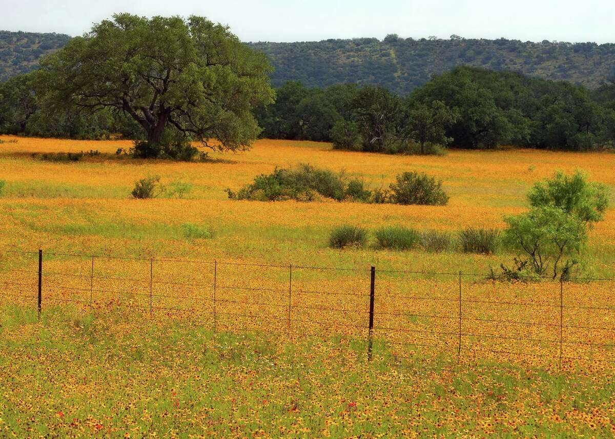 Yellow flowers of Texas