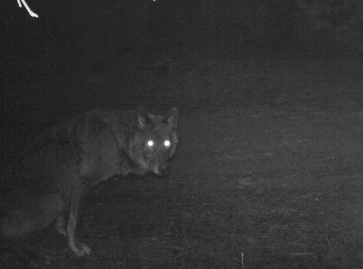 Remote camera photo of a black wolf that appears to be a female. Photo captured 5/4/2014 in the same area as OR7. Photo courtesy of USFWS.