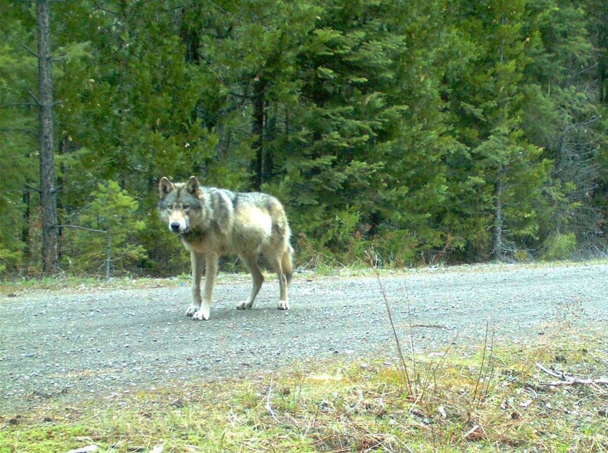 Remote camera photo of OR7 captured on 5/3/2014 in eastern Jackson County on USFS land. Photo courtesy of USFWS.