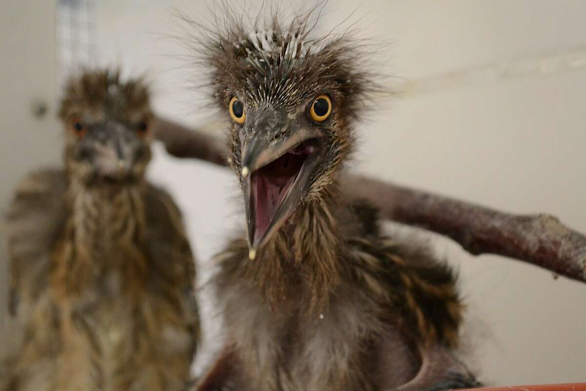 Baby black-crowned night herons recuperate at the International Bird Rescue center in Fairfield, California, after they were rousted from their rookery when the U.S. Postal Service had trees trimmed in downtown Oakland last week.