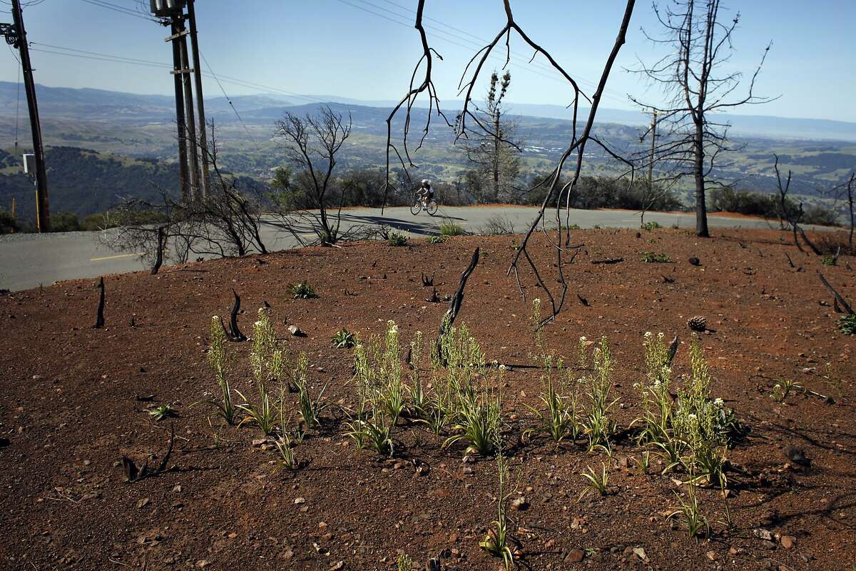 After inferno, Mt. Diablo bursts with long-hidden flowers