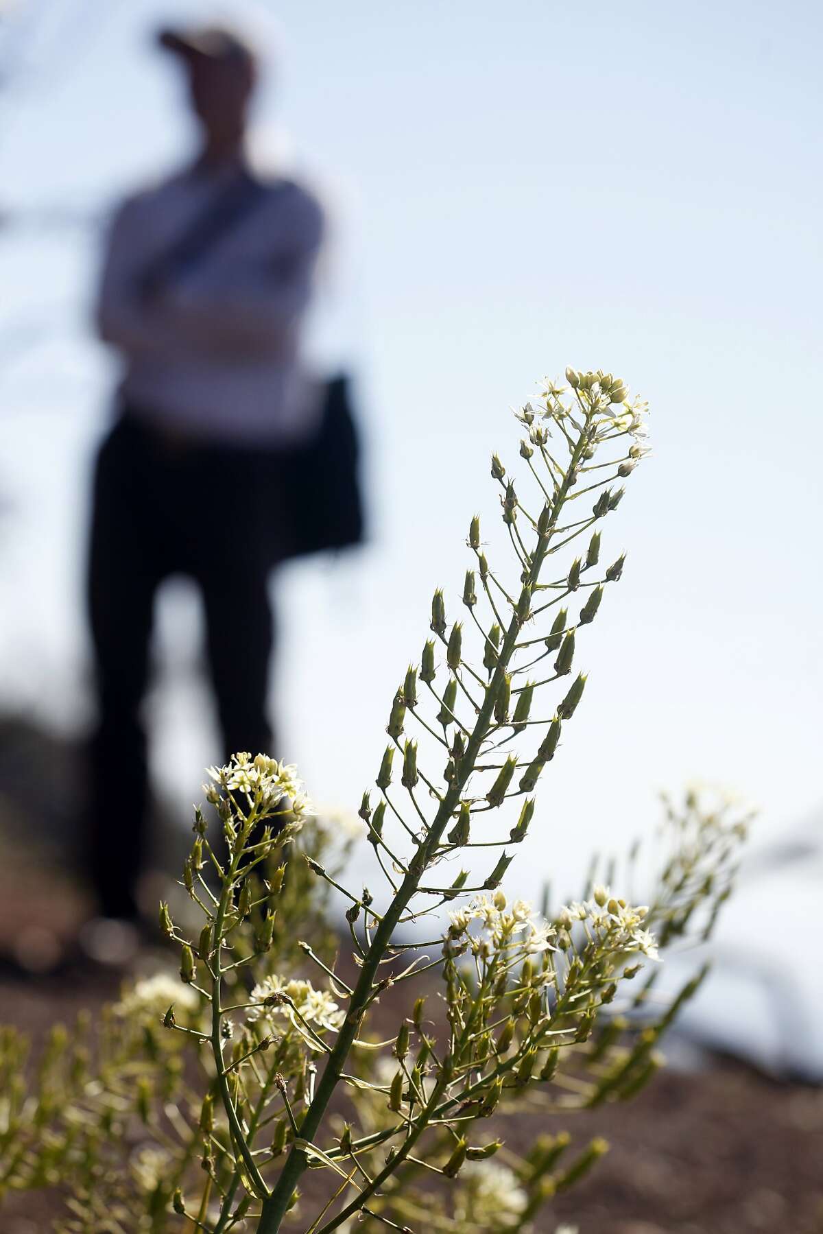 After inferno, Mt. Diablo bursts with long-hidden flowers