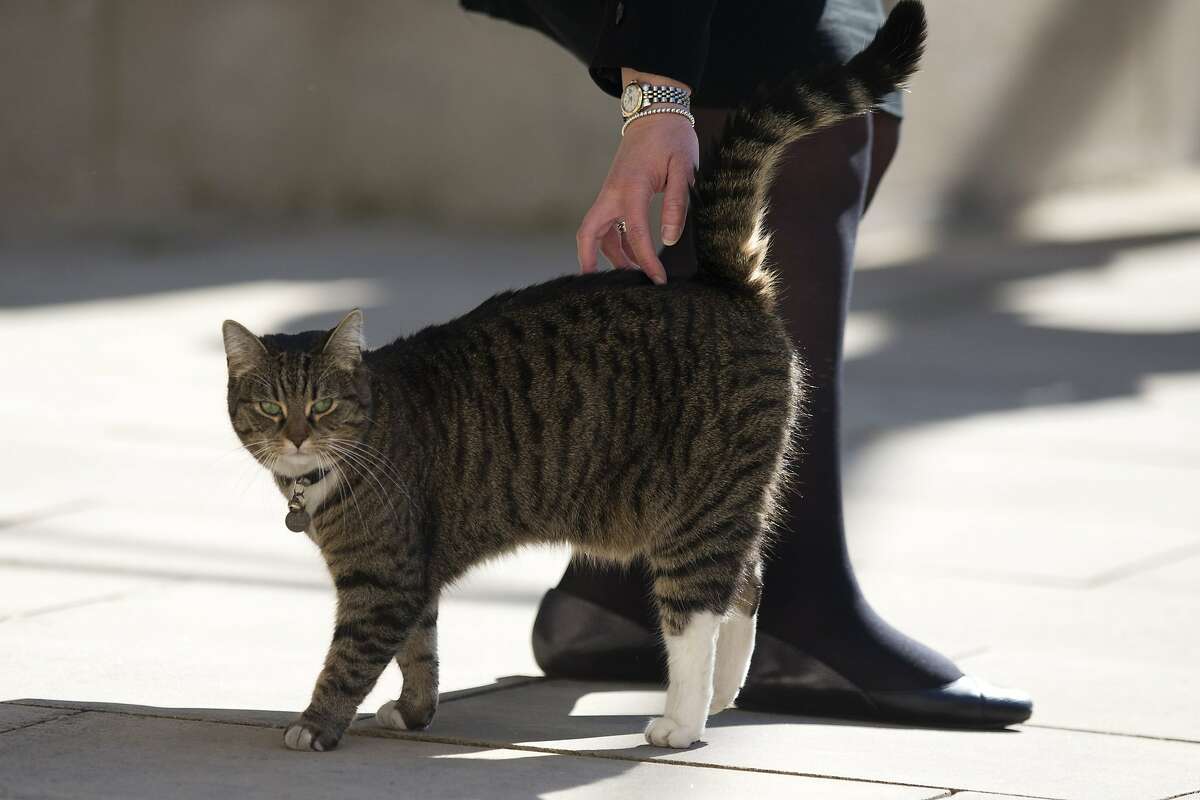 As long as she gets petted: Freya, the tabby belonging to Britain's Chancellor of the Exchequer George Osborne, is not particular as to which foreign minister pets her at a "Friends of Syria Meeting" at the Foreign Office in London.