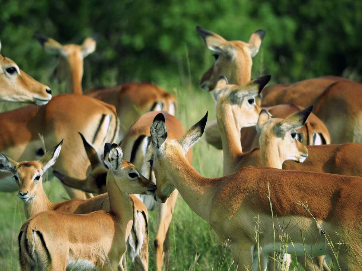 A herd of Thomson's gazelles gathers in Kenya's Maasai Mara National Game Reserve. (George Hobica/MCT)