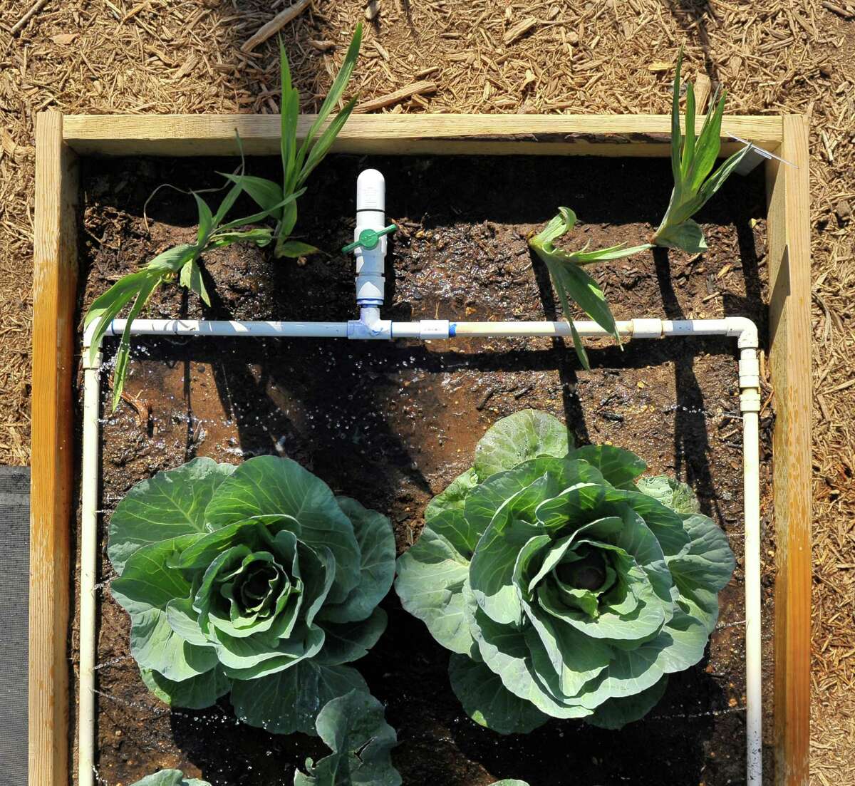 Sow, Grow, Savor: Children's Vegetable Garden