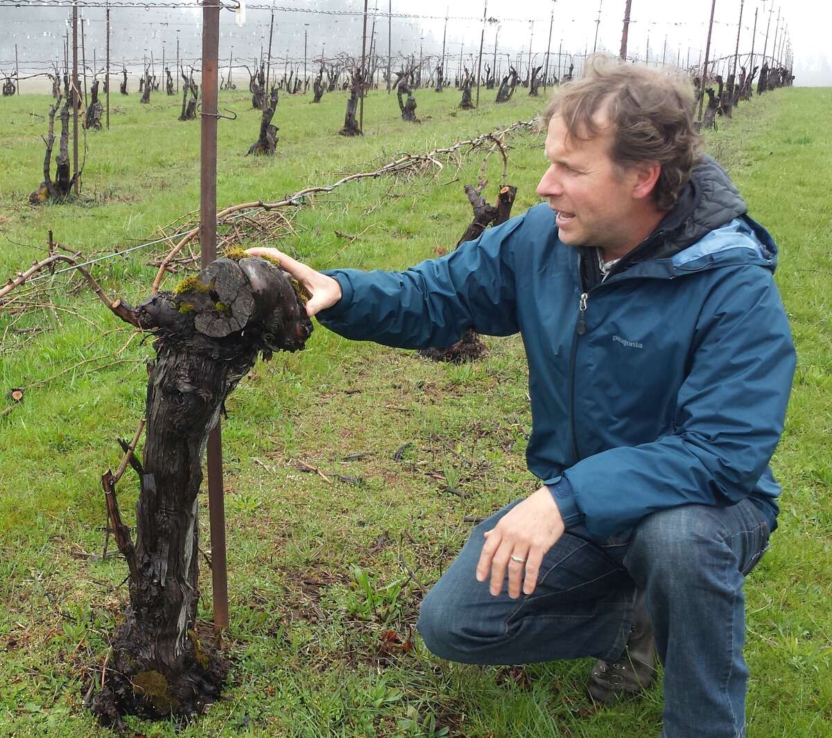 Steven Thompson of Analemma Wines kneels in the Atavus vineyard in White Salmon, Wash., one of the oldest vineyards in Washington.
