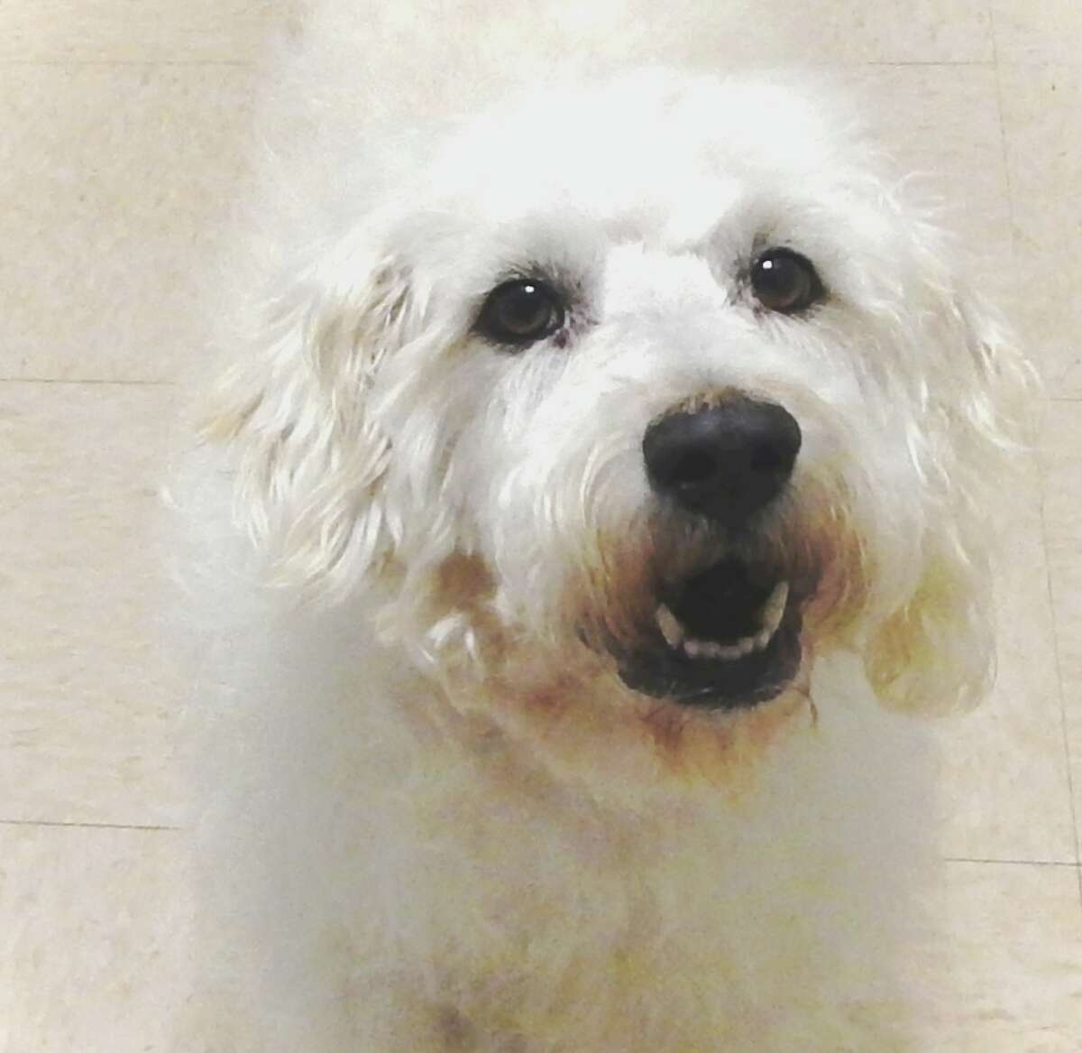 Prescott, a 4 years old, 30-ish pound Soft Coat Wheaton Terrier mix. He was originally a stray. He has an amazing temperament. He is great with kids and other dogs, very even-keel personality and, loves pretty much everyone...but no cats. He was briefly adopted but the kids were allergic and he wanted to eat the cat, so he was returned and really needs a 2nd chance.