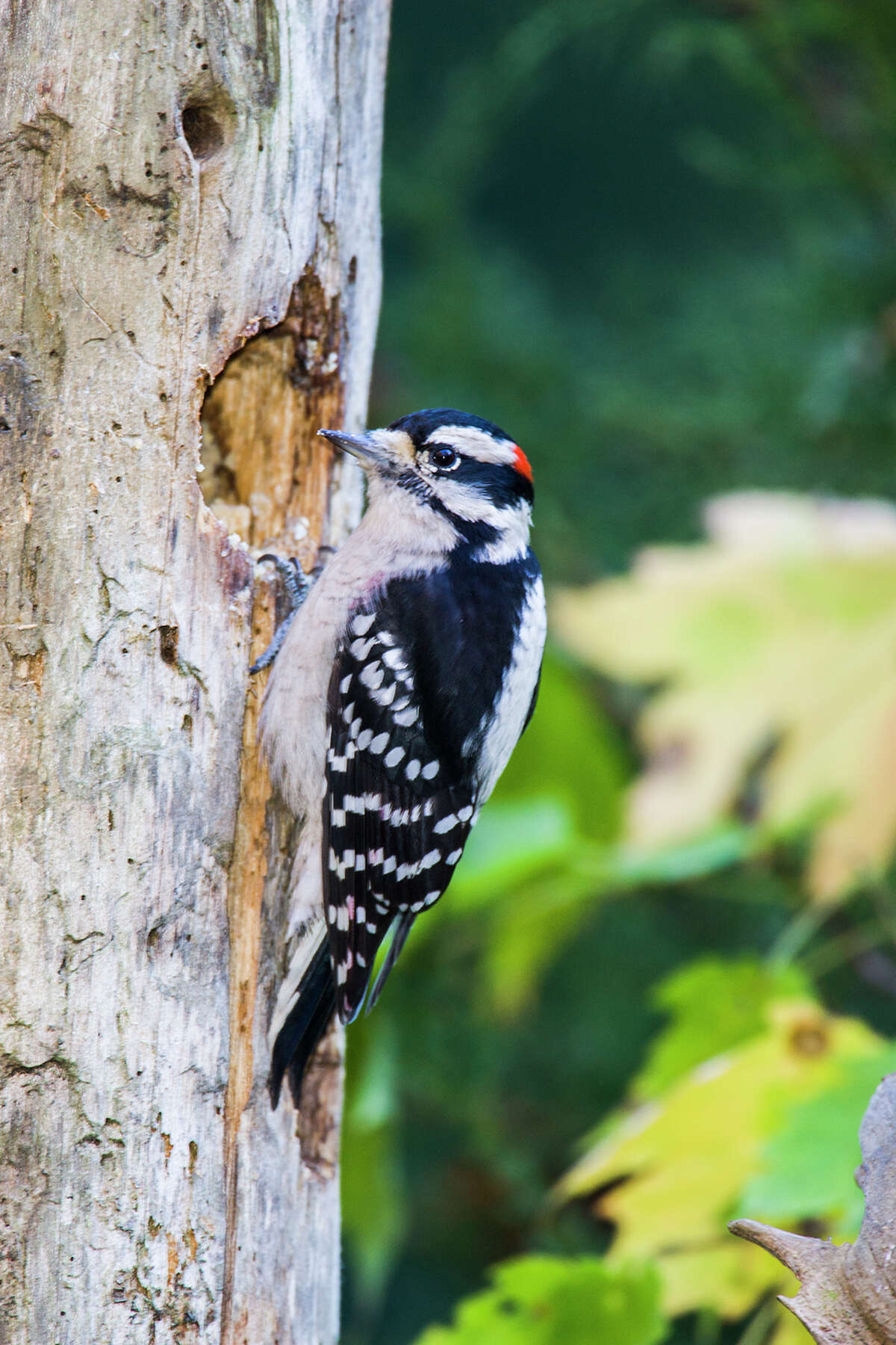 A male downy woodpecker has a red patch on the back of his head. Photo Credit: Kathy Adams Clark. Restricted use.