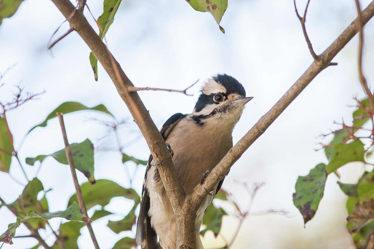 downy woodpecker sounds