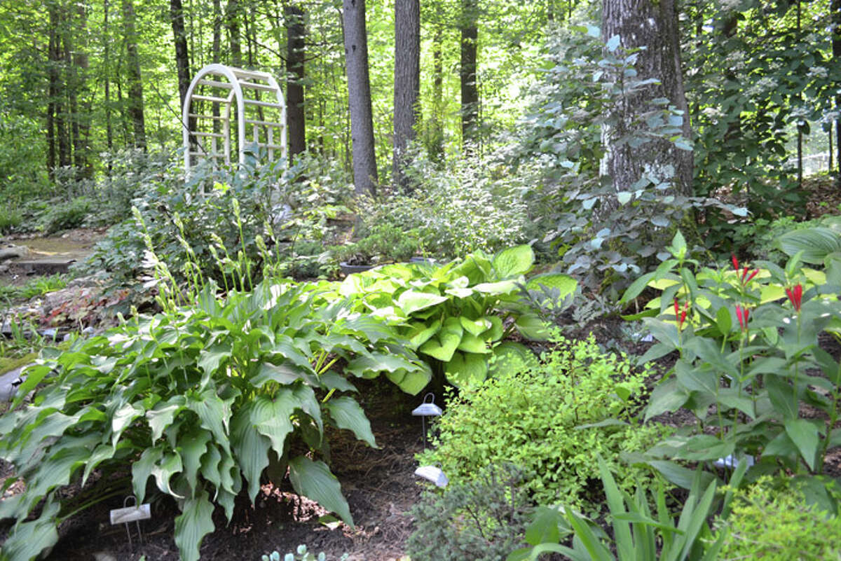 The Daltons are passionate about hostas and even hybridize their own. They have nearly 2,000 different hostas throughout their garden and have registered 12.