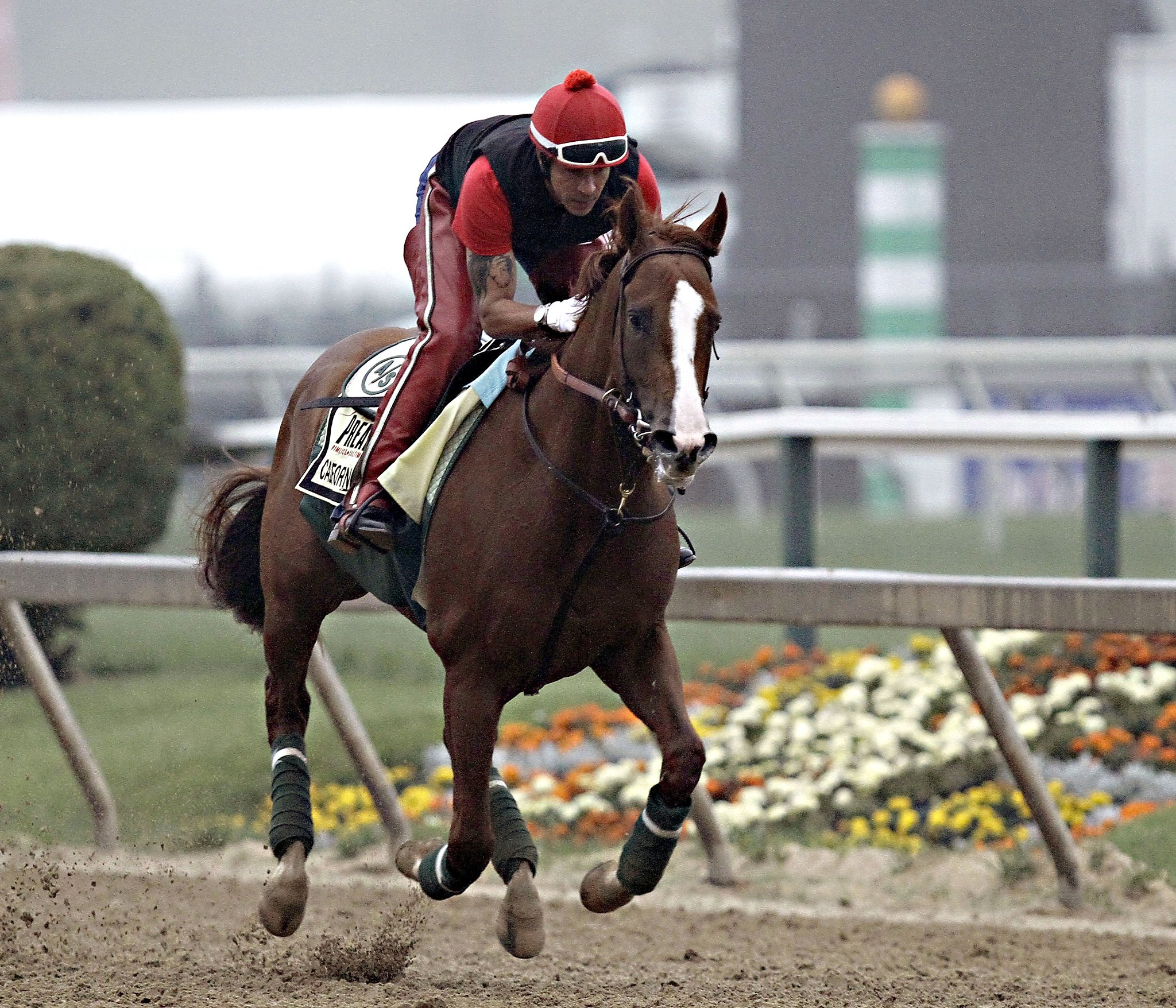 California Chrome favored to win Preakness